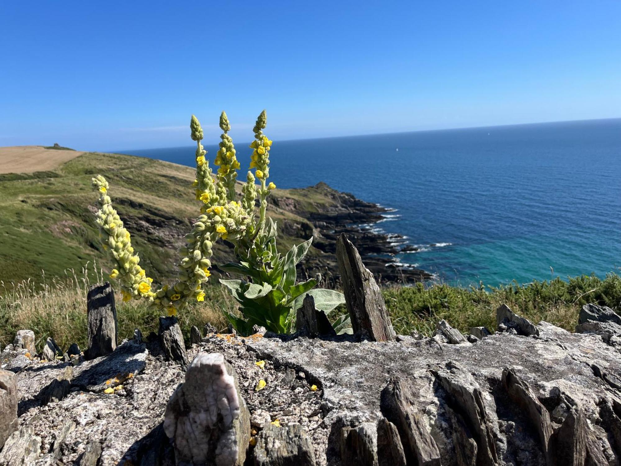 Pilchards Cottage Noss Mayo Exterior foto